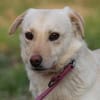 Camaro - verspielter Familienhund