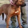 Bruno - kinderlieber Familienhund
