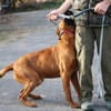 Bruno - kinderlieber Familienhund