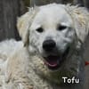 TOFU