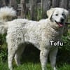 TOFU