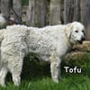 TOFU