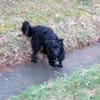 COON - eigenwilliger Strobel sucht Paten