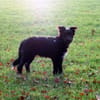 COON - eigenwilliger Strobel sucht Paten