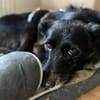 Schmusemaus Anduni sucht dich