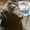 Anhänglicher Pancho sucht Zuhause