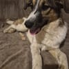 Sensible aber aufgeweckte Freya