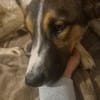 Sensible aber aufgeweckte Freya