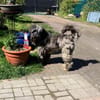 Jaime auf Pflegestelle