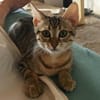 Verspielter Stevie sucht Zuhause