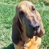 Carla - Bloodhound sucht ein neues Zuhau