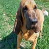 Carla - Bloodhound sucht ein neues Zuhau