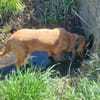 Carla - Bloodhound sucht ein neues Zuhau