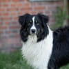 Alfi - junger Rüde sucht dich!