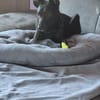 💛 Ilse 💛 sucht ihr für immer Zuhause