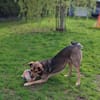 🐾 Kenzo sucht seine Menschen 🐾