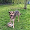 🐾 Kenzo sucht seine Menschen 🐾