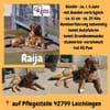 Die liebe 💕Raija 💕sucht ihre Menschen