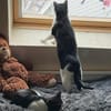 lieb und süß : Freddy im Rheingau