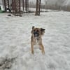 Krysia
