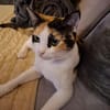 Liebe Katze Tanya