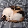 Liebe Katze Tanya