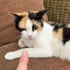 Liebe Katze Tanya