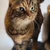 Hübsche, freundliche Katze Margaret