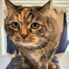 Hübsche, freundliche Katze Margaret