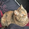 Hübsche, freundliche Katze Margaret