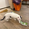 Hübscher Kater Pinki
