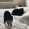 Liebe Katzenfreunde Oche & Milla