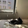 Liebe Katzenfreunde Oche & Milla