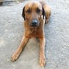 Liebenswerter Senior sucht Nähe