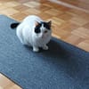 Zuhause gesucht für Sissi&Max