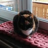 Zuhause gesucht für Sissi&Max