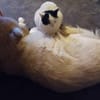 Zuhause gesucht für Sissi&Max