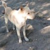 Justin ist ein Herzenshund