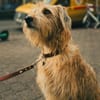 Lenny-wartet in PLZ 60599 auf Besuch