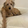 Lenny-wartet in PLZ 60599 auf Besuch