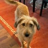 Lenny-wartet in PLZ 60599 auf Besuch