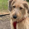 Lenny-wartet in PLZ 60599 auf Besuch