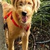 Lenny-wartet in PLZ 60599 auf Besuch