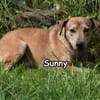 SUNNY
