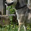 SUNNY