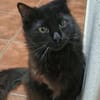 Sanfter Kater Merlin (1 Bein fehlt)
