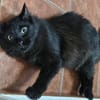Sanfter Kater Merlin (1 Bein fehlt)