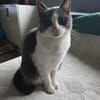 Liebevolle Katzen Falca (blind) u. Kinoa