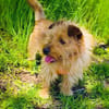 Roschko ein lieber Terrier Mix