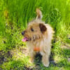 Roschko ein lieber Terrier Mix